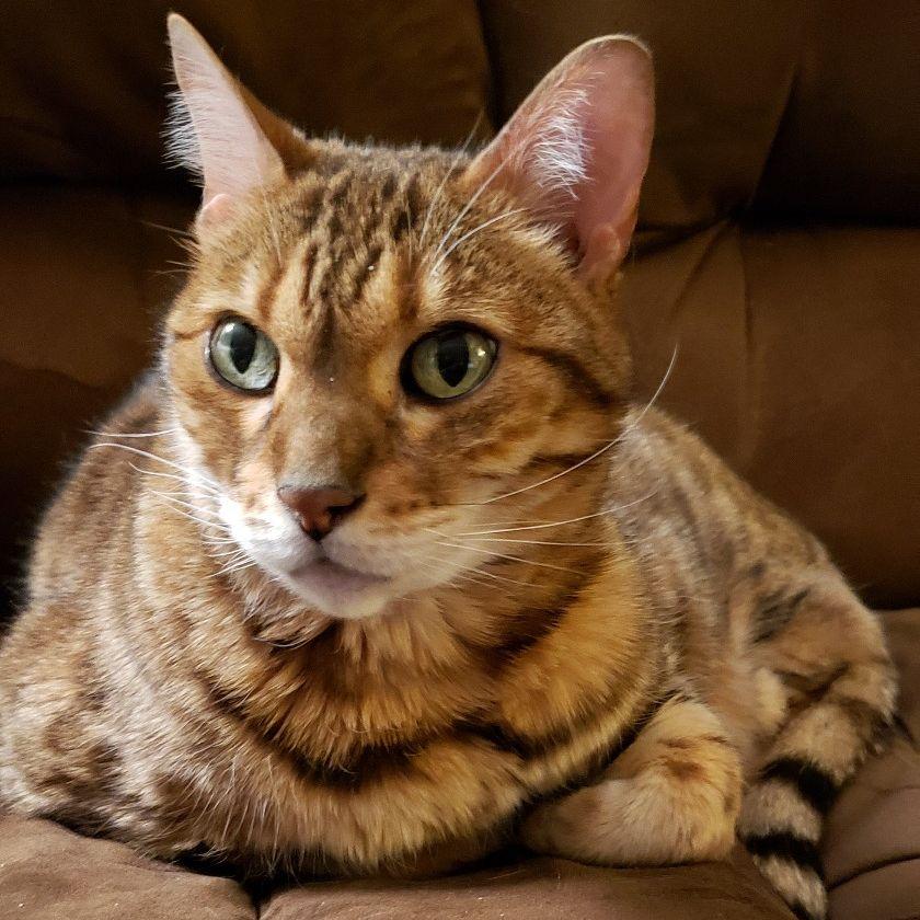 Fenton