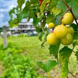 Sparacia Witherell Family Winery & Vineyards