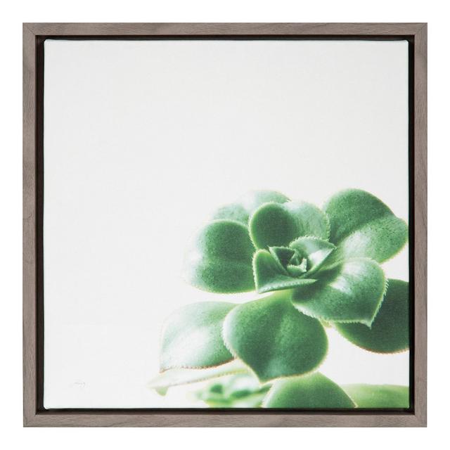 16"X16" Succulent Simplicity Viii Neutral By Felicity Bradley Graywash - Amanti Art