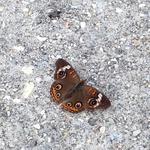 Audubon Butterfly Garden and Insectarium