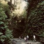 Fern Canyon