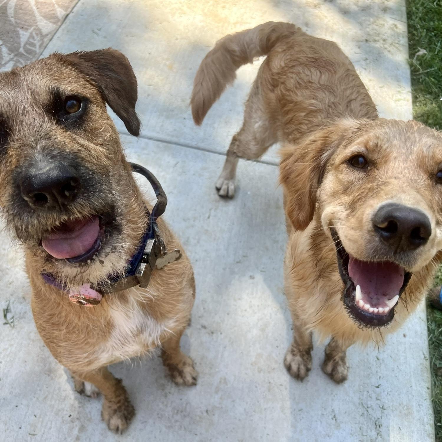 Our pups Isabel and Cora!