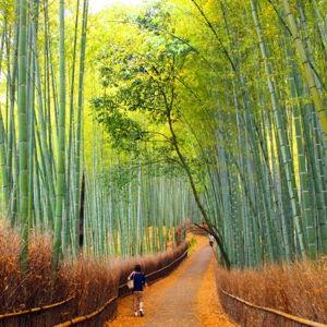 Arashiyama Daydream
