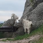 Needles Highway