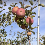 Highland Orchards (Apple picking)