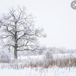 Minnesota Landscape Arboretum