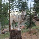 Colorado Wolf and Wildlife Center