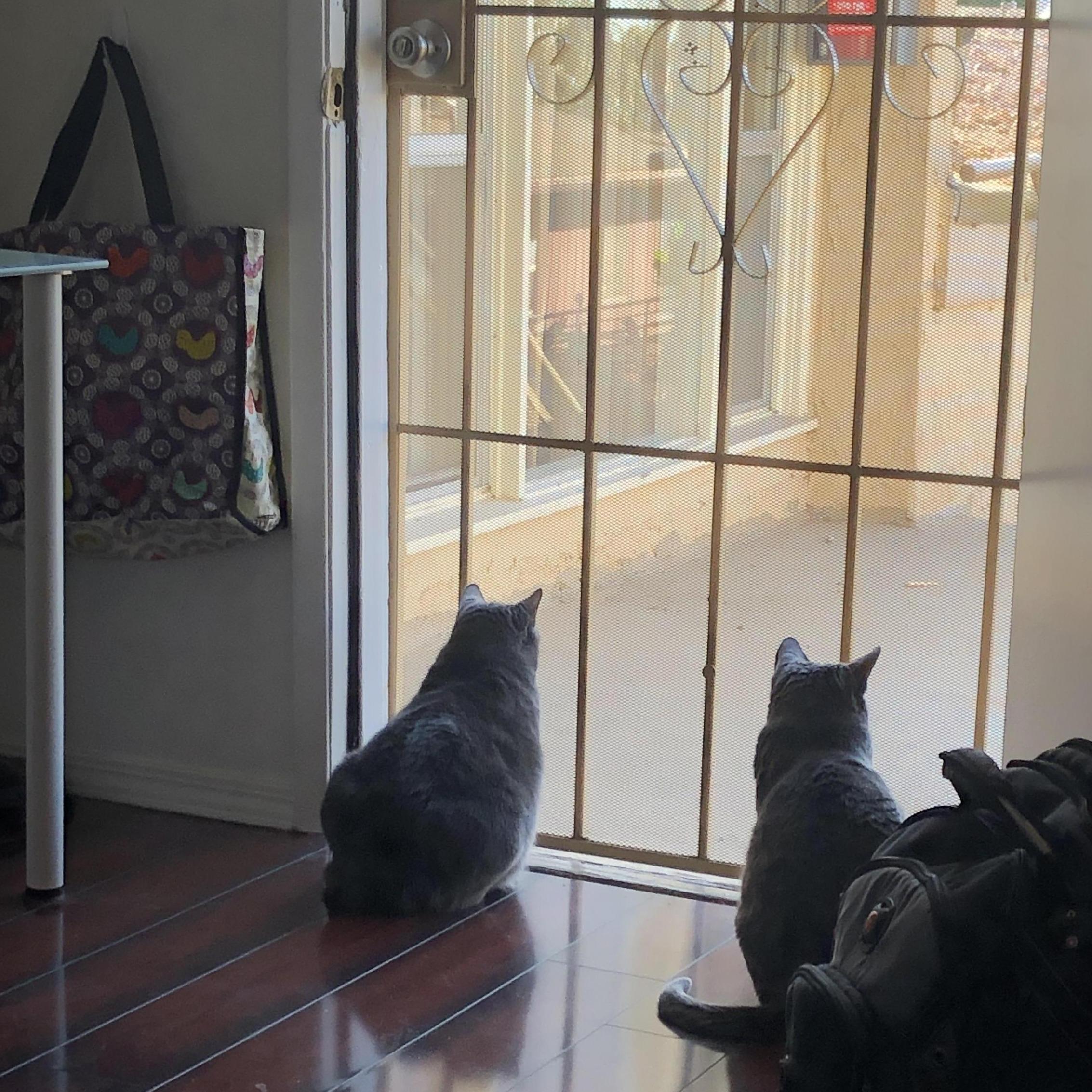 Together we raise two pretty blue russian kitties & enjoy living in a matchbox size apartment in Long Beach