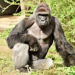 Woodland Park Zoo