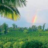 Buddha's Cup Kona Coffee and Tea Farm