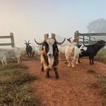 Rescue Ranch