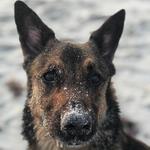 Dog Beach
