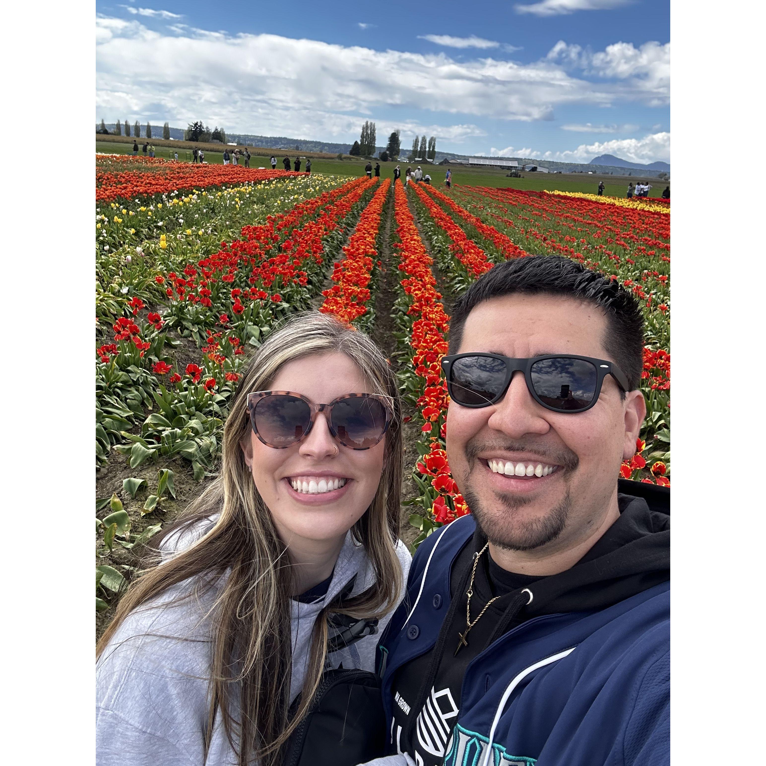 2024 Tulip Fields!