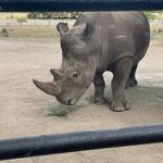 Rhinory