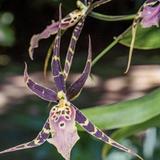 Miami Beach Botanical Garden