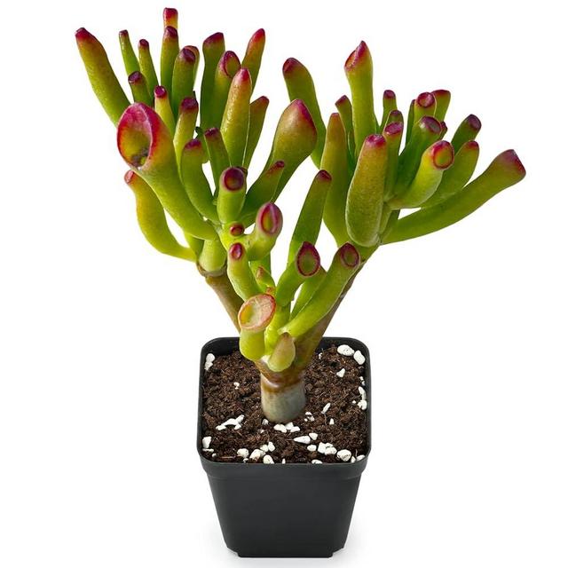 Gollum Jade - Crassula Ovata Gollum, Rare Cute Succulent Plant Fully Rooted in 2" Pot