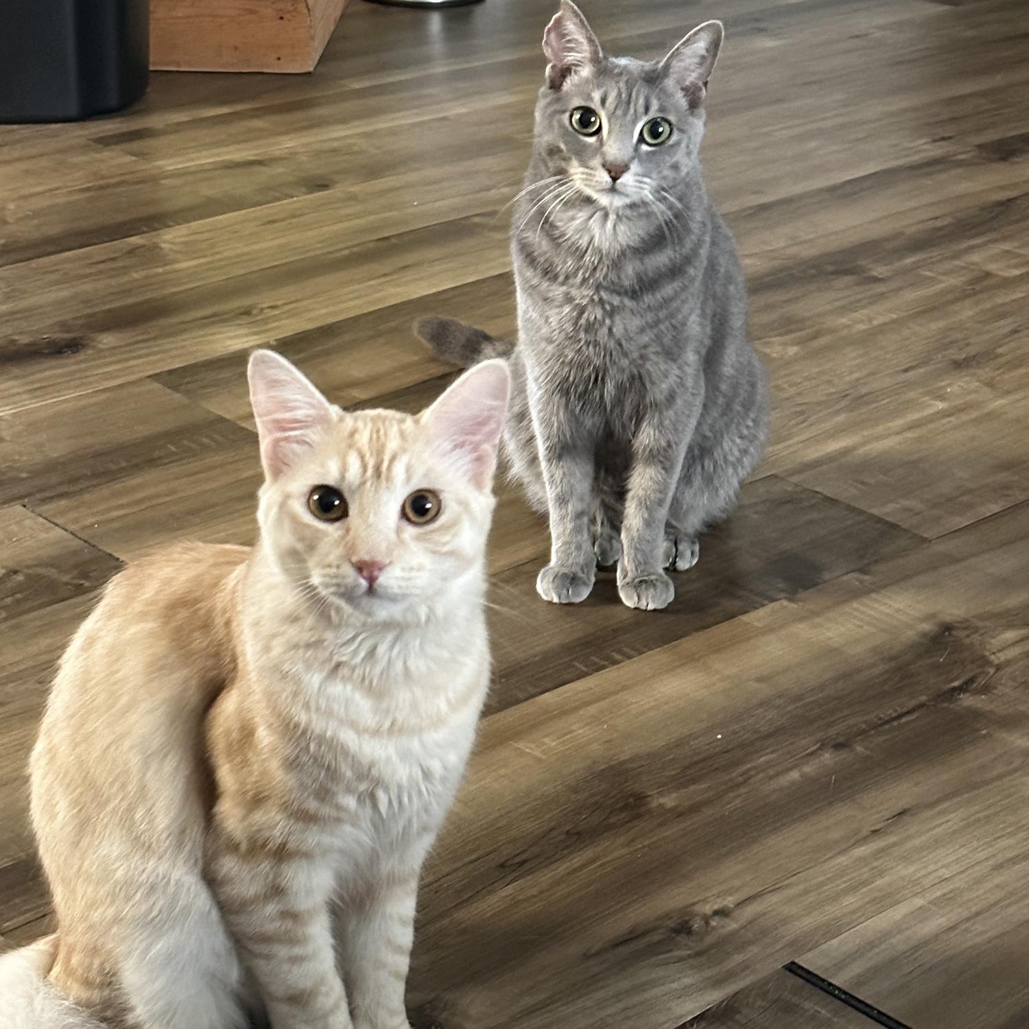 Our fur babies, Mango (left) and Gunner (right)!