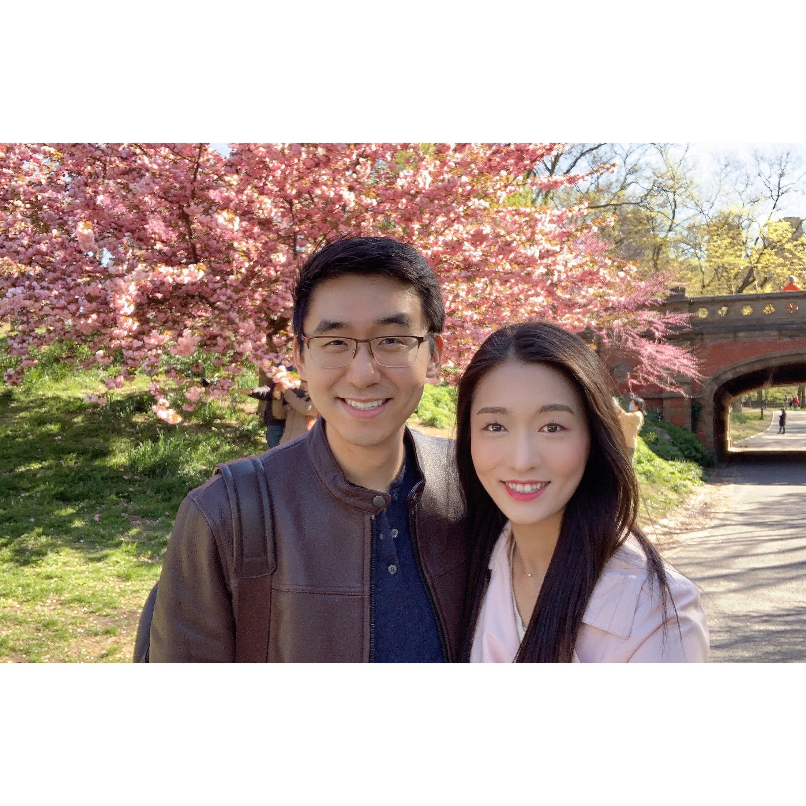 Enjoying the cherry blossoms in Central Park.