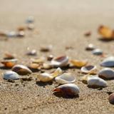 Edisto Beach State Park