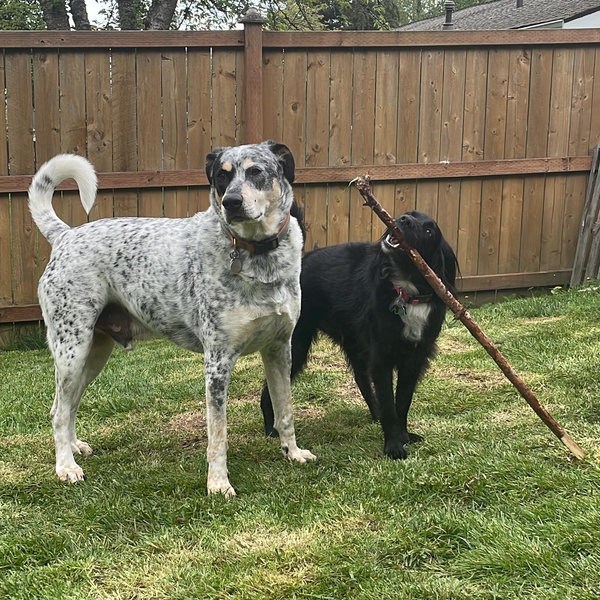 Dog Boarding for Kobe & Milo during the Wedding