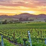 Napa Valley