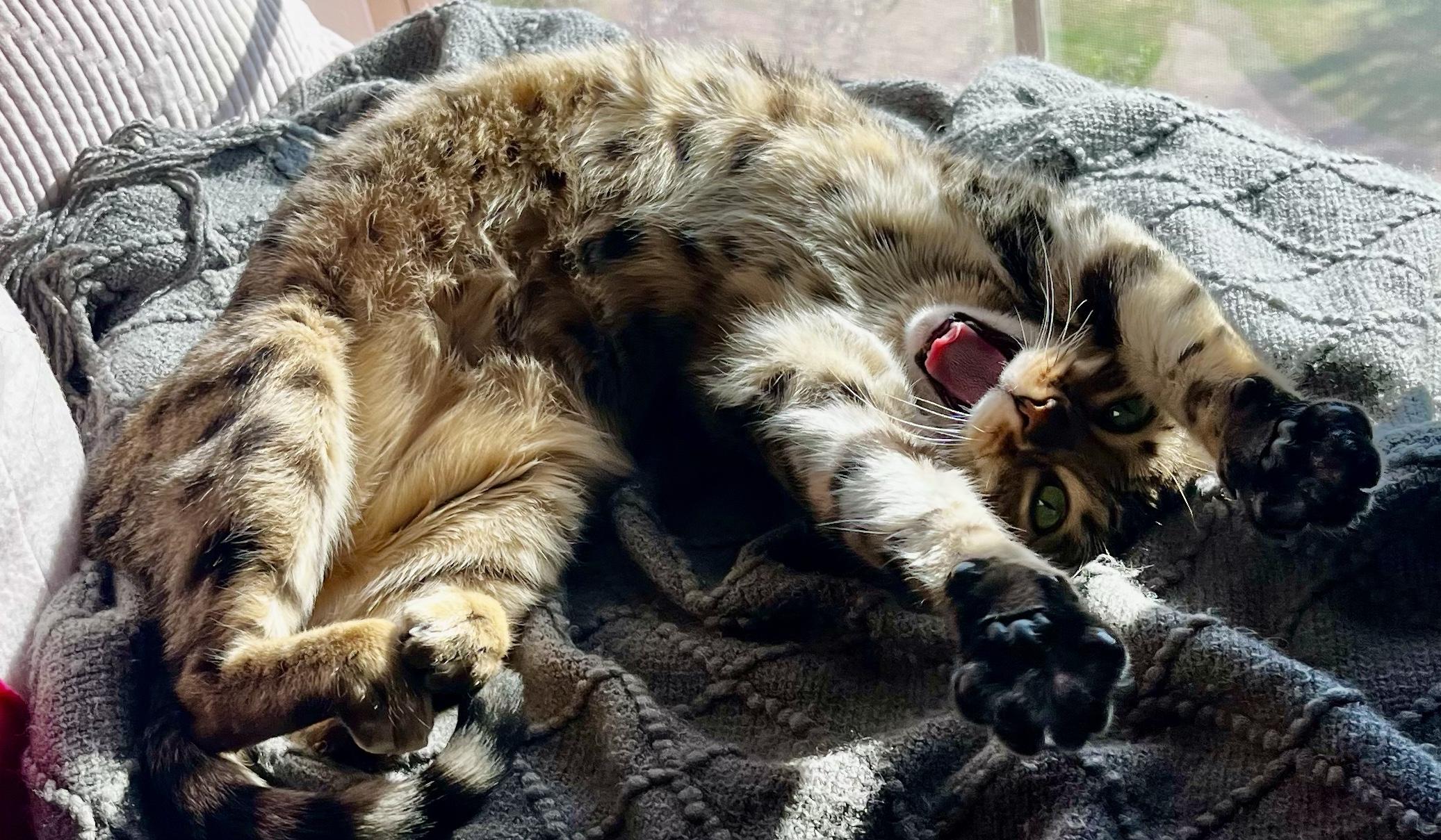 The Wedding Website of Dani Mikel and Dallin Graff