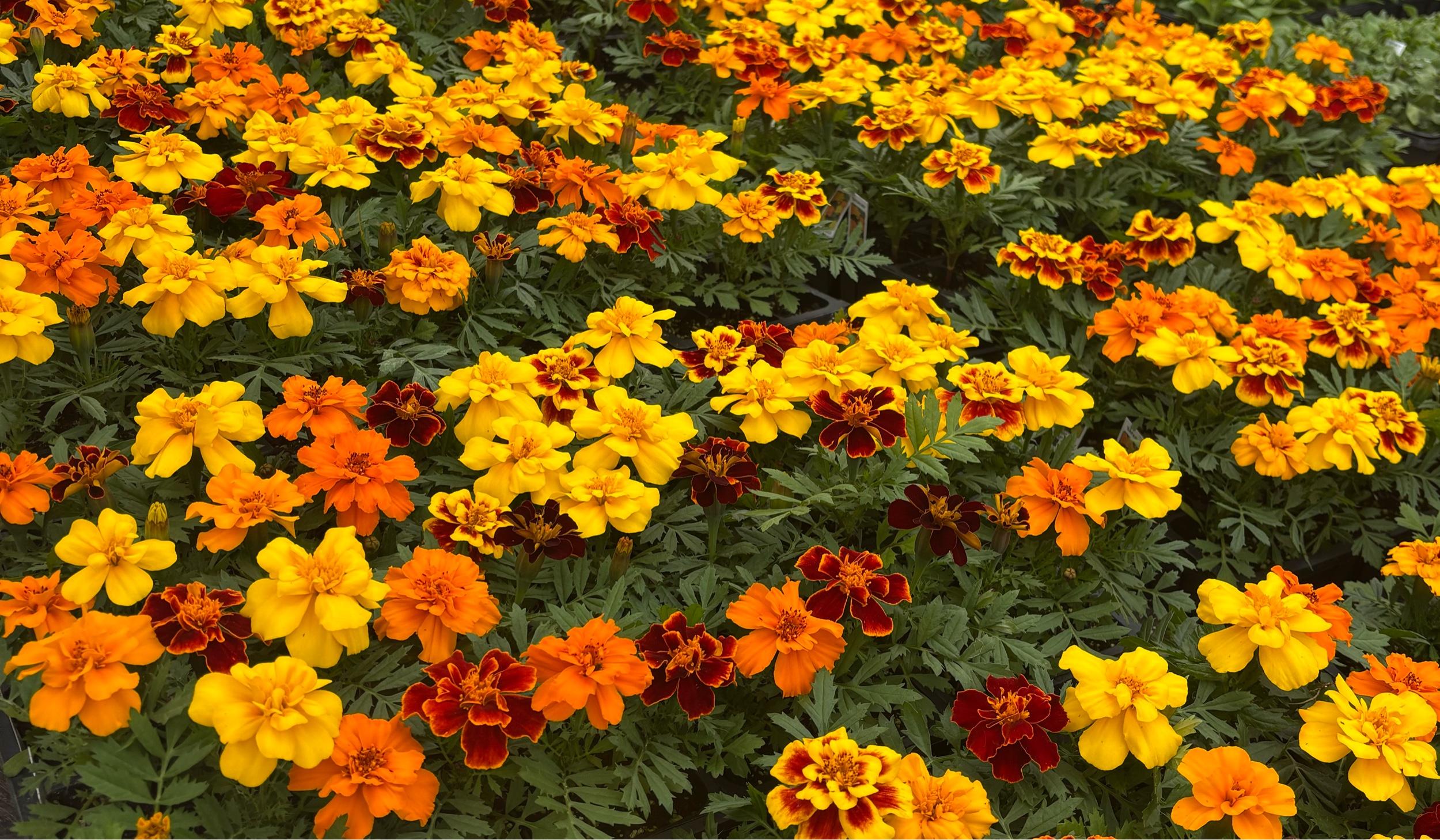 The Wedding Website of Kennedy Blencowe and Nolan Miller