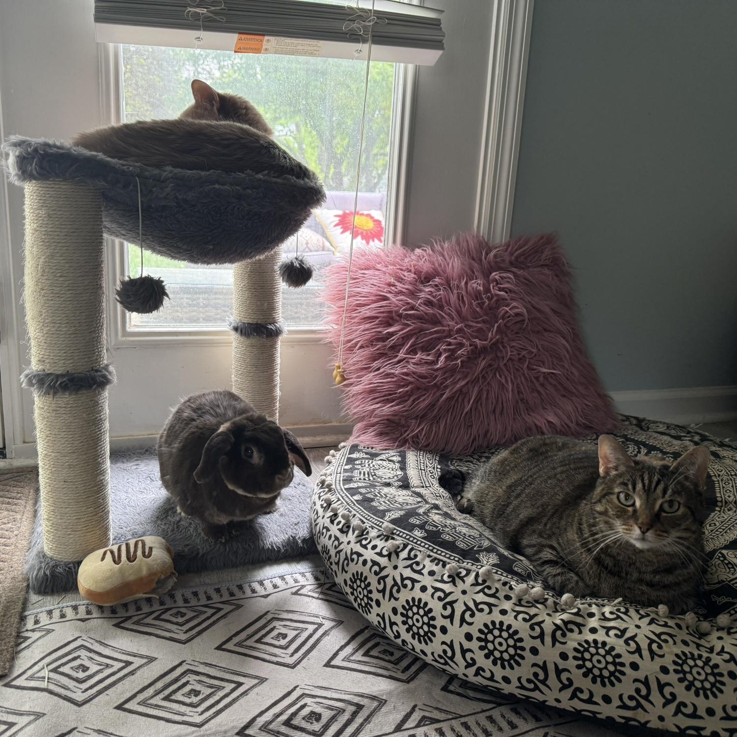 Our sons — the cat Draco (Cheddar) & mini plush lop rabbit Charlie, and daughter cat Miso enjoying some quality time together 😆