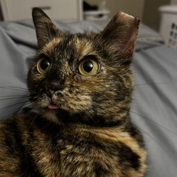 Petsitter for Poppy during Wedding/Honeymoon