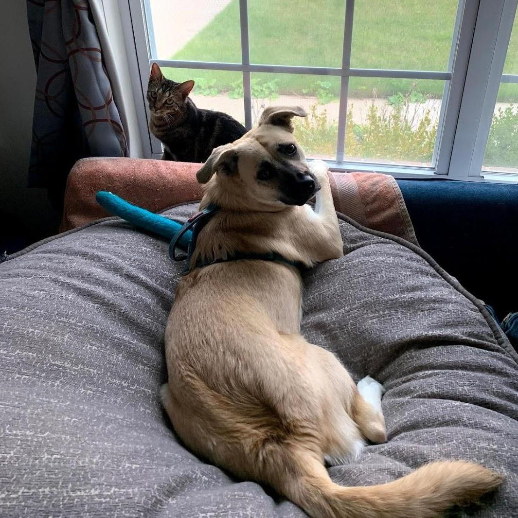 These are our furry family: our cat Hermes and dog Eevee. They probably won't be at the wedding.