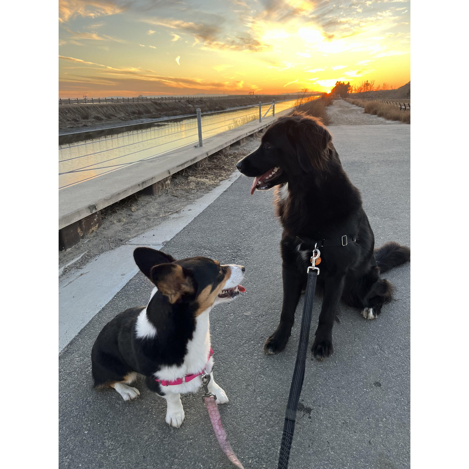Our babies.