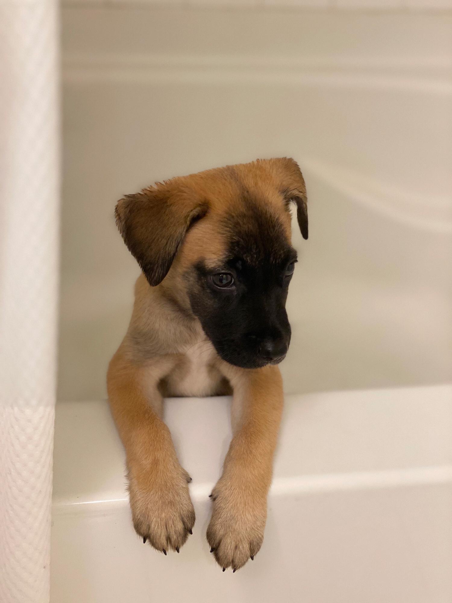 Our 1st Rescue baby, Cece from Ponce, PR
Adoption date: 10/26/2020