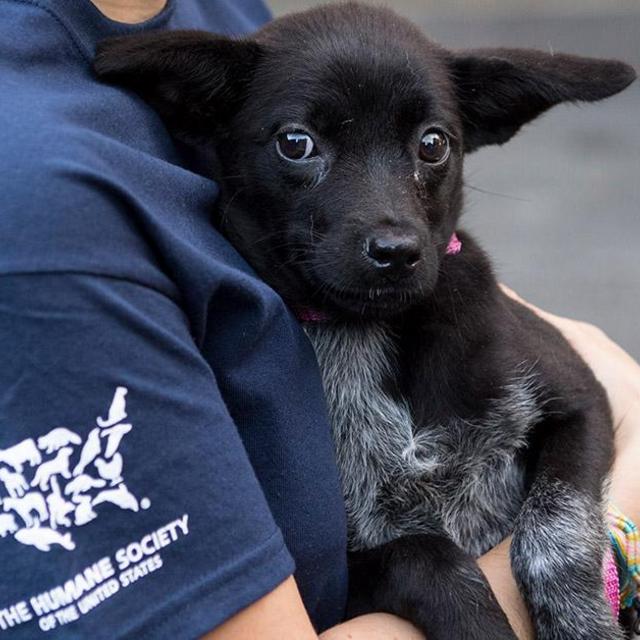 Donate to help animals!