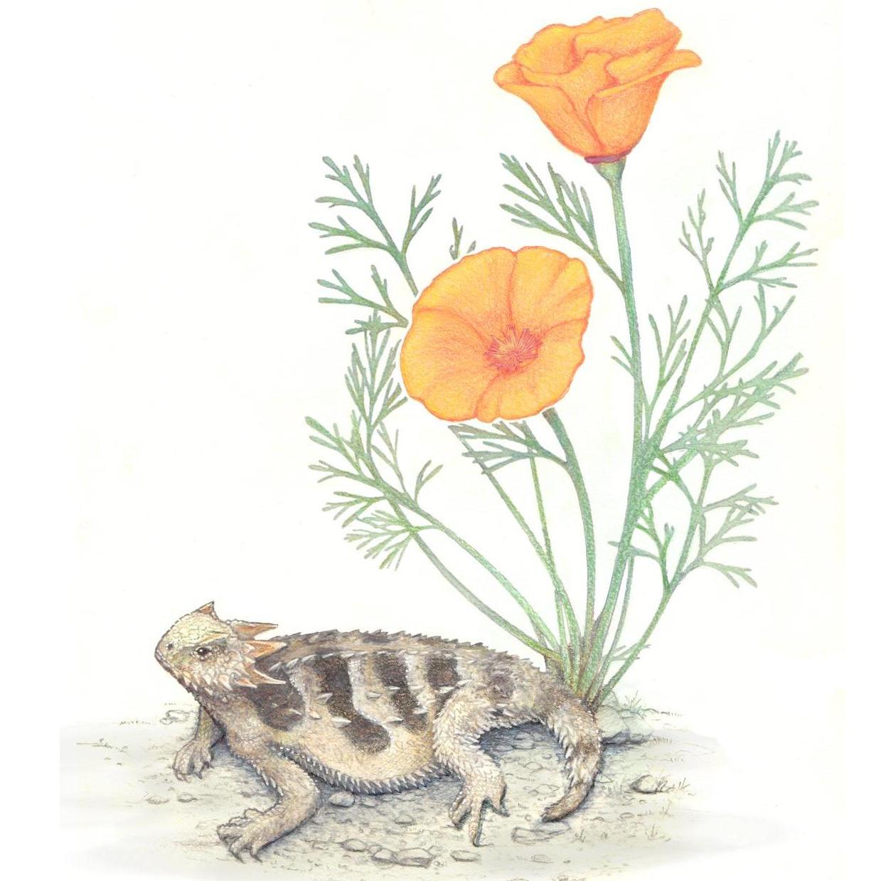 Recognize this from our invitations? We had this scientific illustration made by a local artist, Ben Witzke. It's a California poppy and a coast horned lizard. Can you guess who they represent?