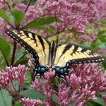 Tyler Arboretum
