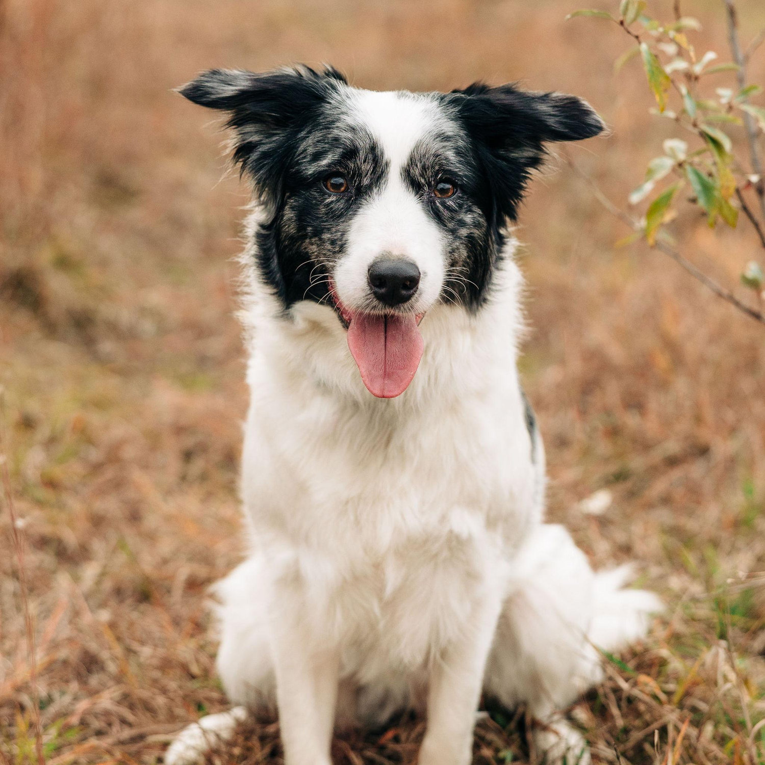 "Hi I'm Missy-I love being the center of attention!"