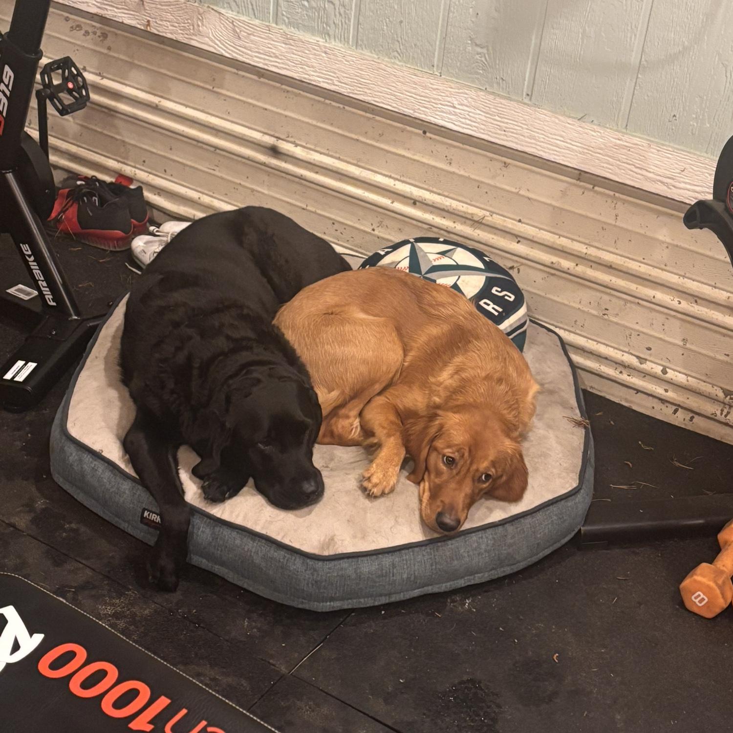 The babies 🥹