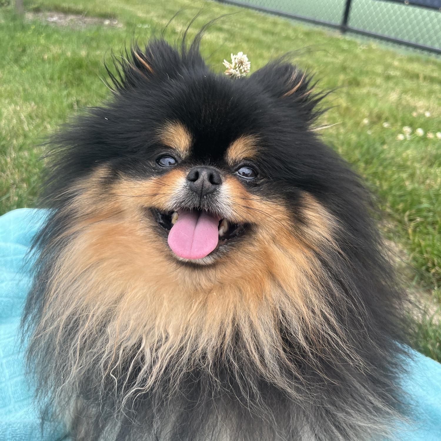 Our sweet baby Mishy. He will be the ring bearer for the event.