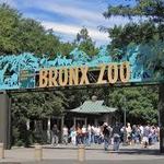 Bronx Zoo