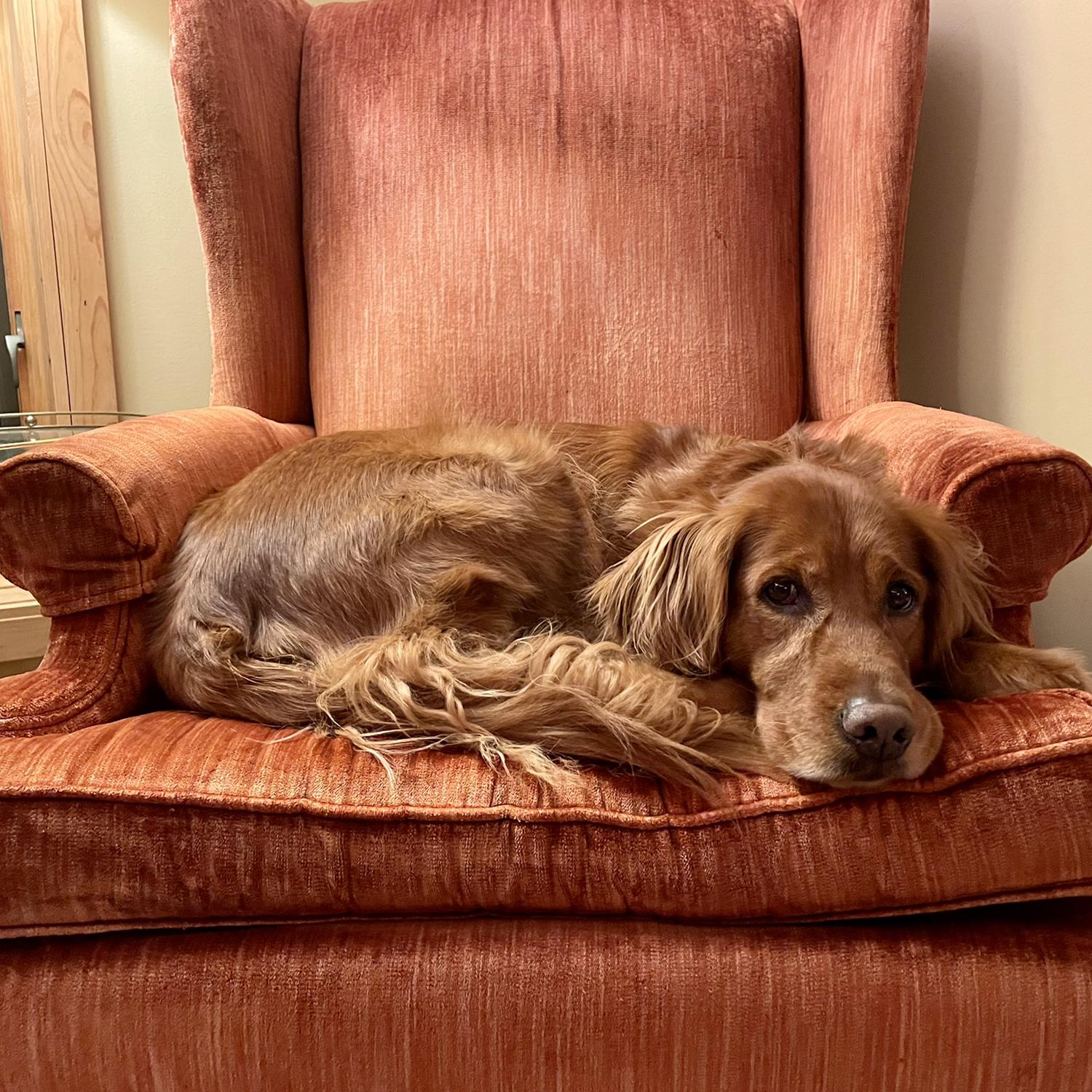 Peaches on Lucille’s thrown— where she starts every morning with a cup of tea and writing.