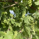 Rustic Roots Winery
