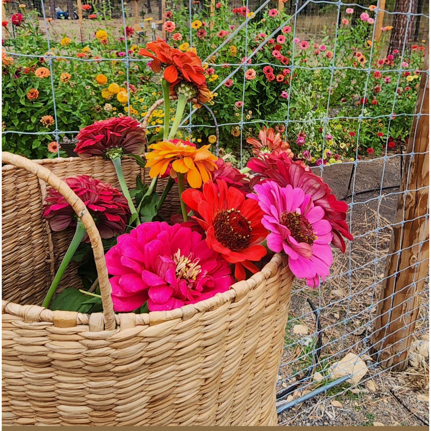 Flowers from our garden.