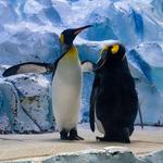 Detroit Zoo