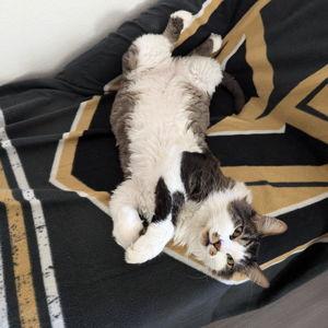 Furniture For The Cats