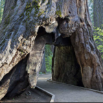 Calaveras Big Trees State Park