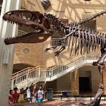 Fernbank Museum - WildWoods Exhibit