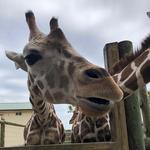 Gulf Breeze Zoo