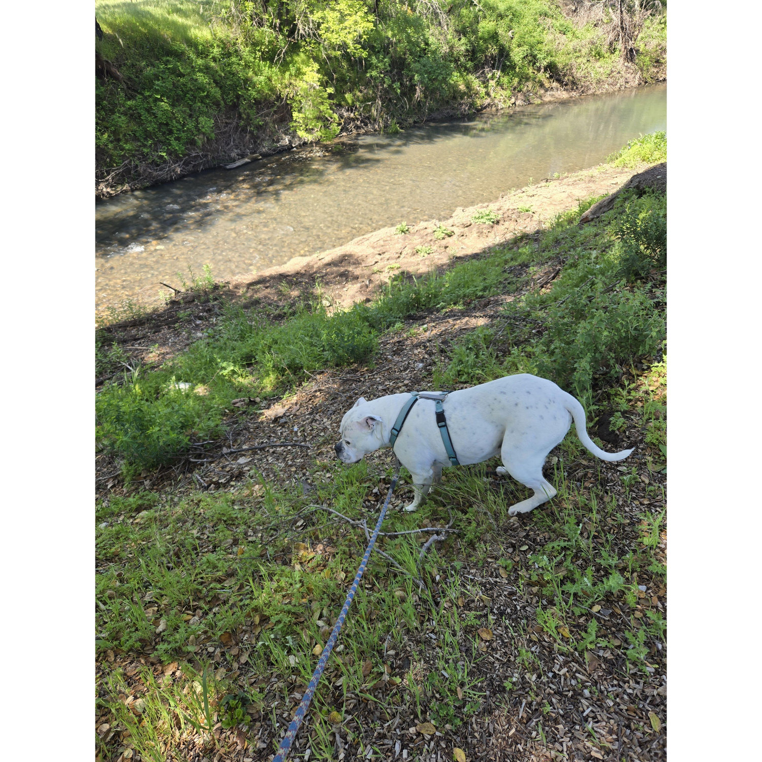 She was more focused on getting into the river below