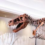 DOWNTOWN: Art Institute, Field Museum, Adler Planetarium, Shedd Aquarium, Chicago Cultural Center