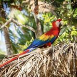 Scarlet Macaw Venture